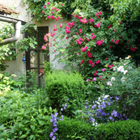 Rosen in der Altstadtgasse